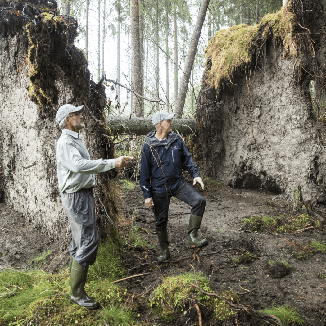 Forest Management – Doing it all, even the worrying