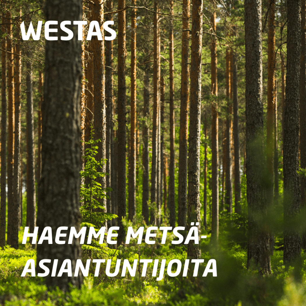 Haemme metsäosastolle kahta metsäasiantuntijaa