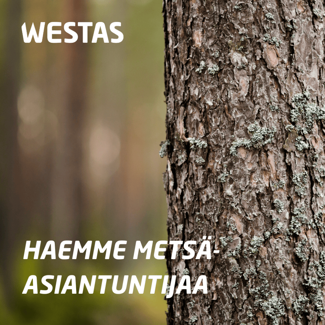 Haemme metsäosastolle metsäasiantuntijaa