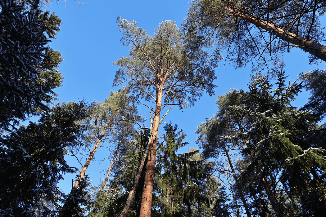 Mikä REDIII ja EUDR?